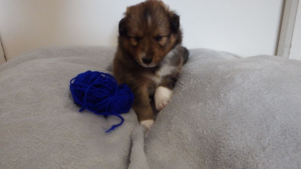 Des Comètes Du Verger - Chiot disponible  - Shetland Sheepdog