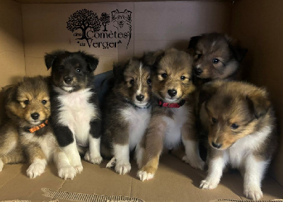 Des Comètes Du Verger - Shetland Sheepdog - Portée née le 12/07/2024