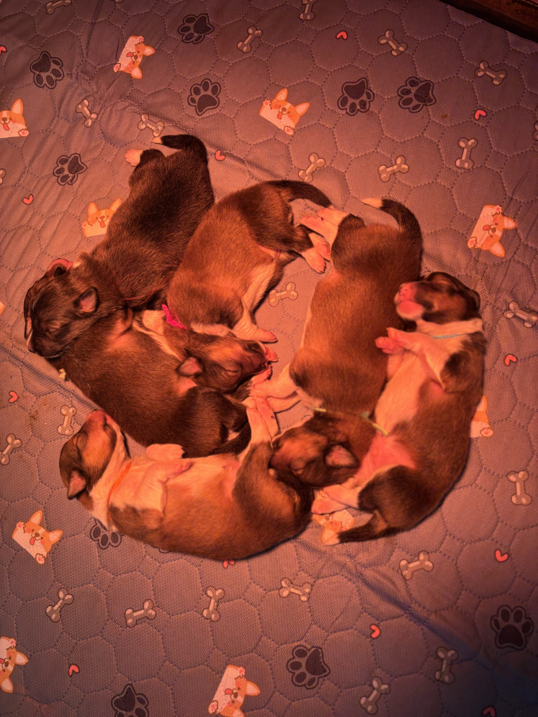 Chiot Shetland Sheepdog Des Comètes Du Verger