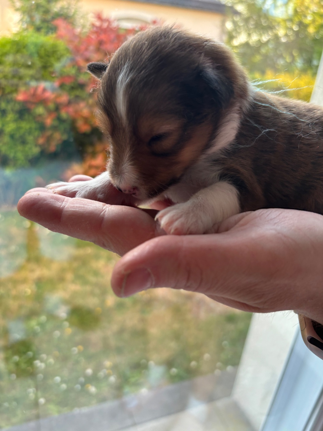 Des Comètes Du Verger - Chiots disponibles - Shetland Sheepdog