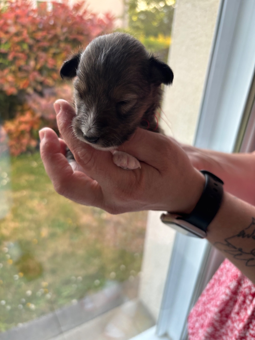 Des Comètes Du Verger - Chiots disponibles - Shetland Sheepdog