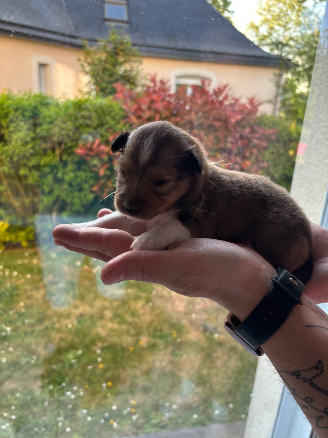 Des Comètes Du Verger - Chiots disponibles - Shetland Sheepdog