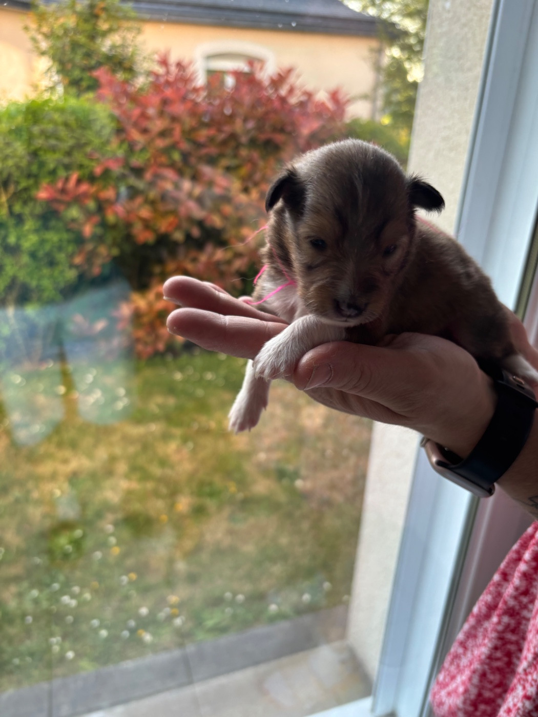 Des Comètes Du Verger - Chiots disponibles - Shetland Sheepdog