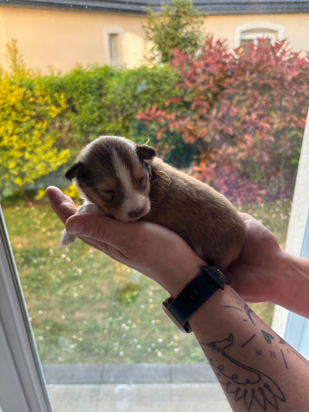 Des Comètes Du Verger - Chiots disponibles - Shetland Sheepdog