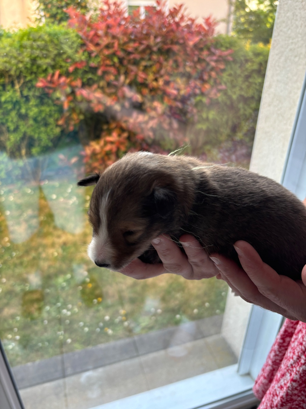 Des Comètes Du Verger - Chiots disponibles - Shetland Sheepdog